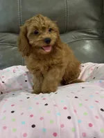 Gina, a female Cavapoo for sale in Springfield, MO – 5 of 9