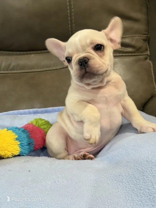 Albert – French Bulldog puppy for sale in Springfield, MO