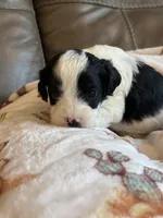 Jasper, a male Cavapoo for sale in Springfield, MO – 7 of 7