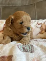 Max, a male Cavapoo for sale in Springfield, MO – 5 of 10