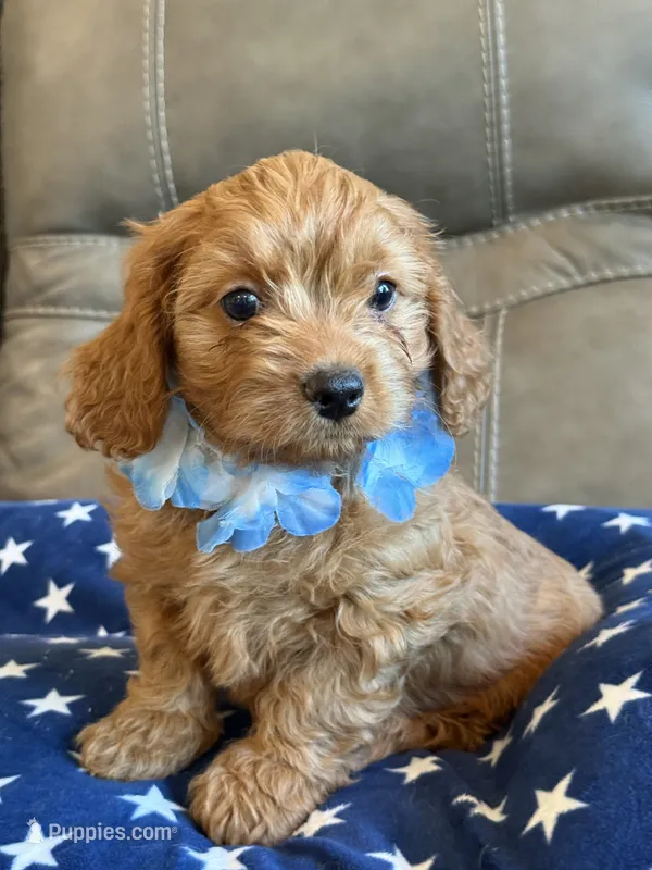 Gina – Cavapoo puppy for sale in Springfield, MO