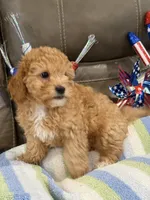 Melvin, a male Cavapoo for sale in Springfield, MO – 5 of 10