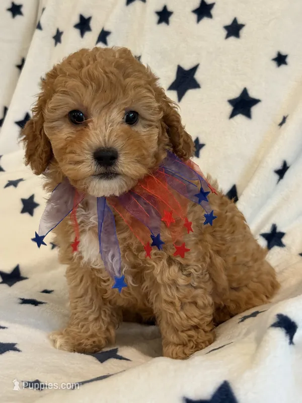 Melvin – Cavapoo puppy for sale in Springfield, MO