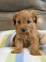 Griffin, a male Cavapoo for sale in Springfield, MO – 3 of 10