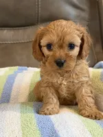 Graham, a male Cavapoo for sale in Springfield, MO – 4 of 10