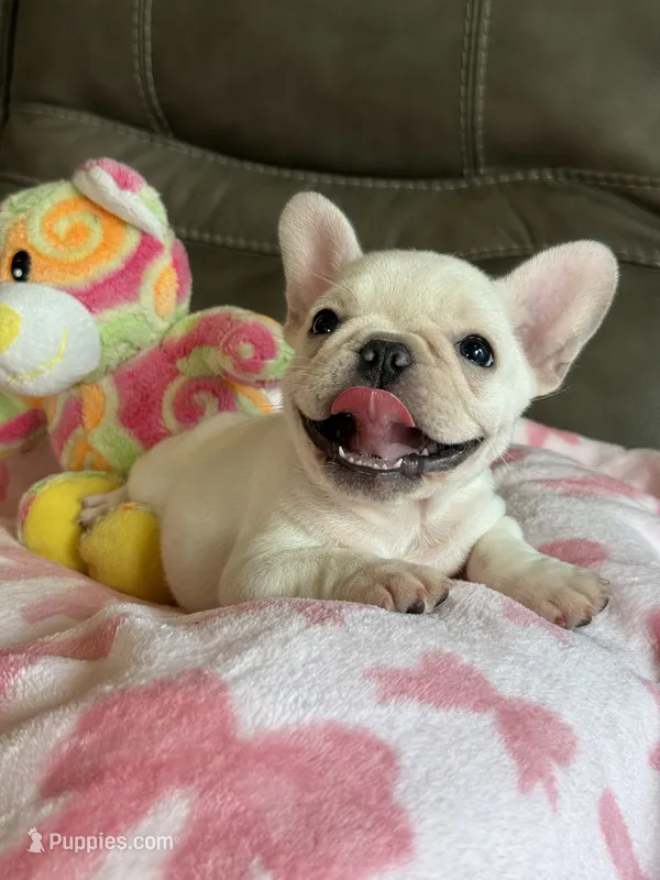 Ava – French Bulldog puppy for sale in Springfield, MO