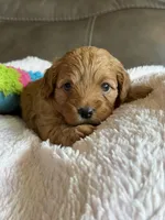Wanda, a female Cavapoo for sale in Springfield, MO – 3 of 5