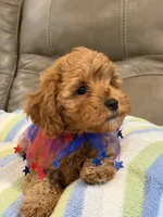 Macho, a male Cavapoo for sale in Springfield, MO – 3 of 10
