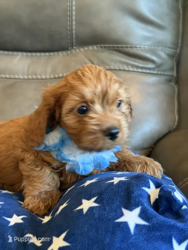Gina – Cavapoo puppy for sale in Springfield, MO