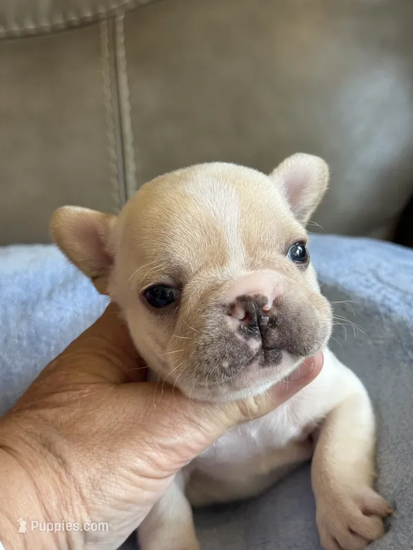 Abby – French Bulldog puppy for sale in Springfield, MO