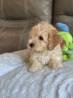Issac, a male Cavapoo for sale in Springfield, MO – 7 of 10
