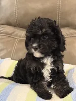 Jett, a male Cavapoo for sale in Springfield, MO – 5 of 10