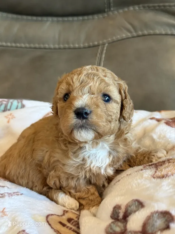 Melvin – Cavapoo puppy for sale in Springfield, MO