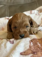 Macho, a male Cavapoo for sale in Springfield, MO – 3 of 8