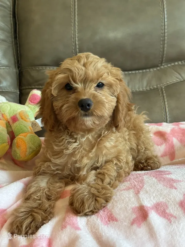 Gabby – Cavapoo puppy for sale in Springfield, MO