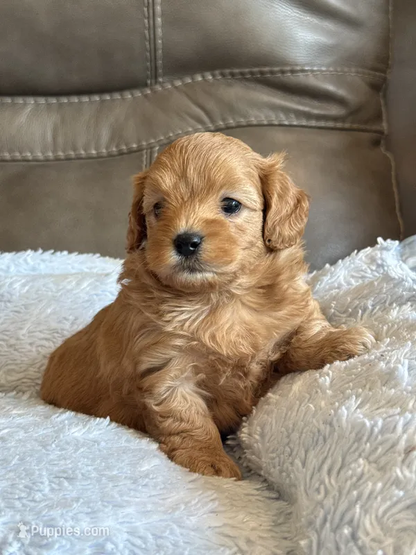 Max – Cavapoo puppy for sale in Springfield, MO