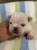 Alvin, a male French Bulldog for sale in Springfield, MO – 4 of 6