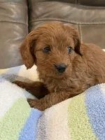 George, a male Cavapoo for sale in Springfield, MO – 5 of 10