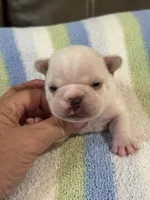 Alvin, a male French Bulldog for sale in Springfield, MO – 6 of 6