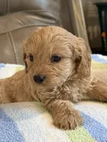 Gizmo, a male Cavapoo for sale in Springfield, MO – 8 of 9