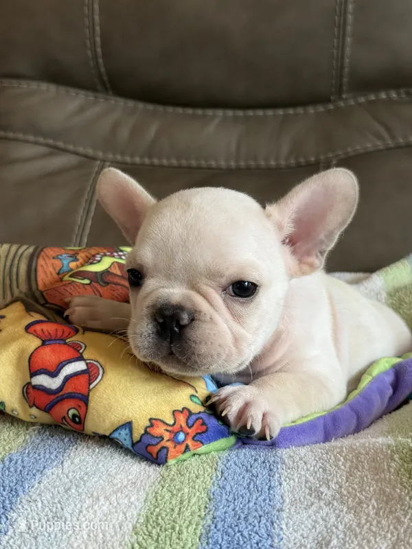 Albert – French Bulldog puppy for sale in Springfield, MO