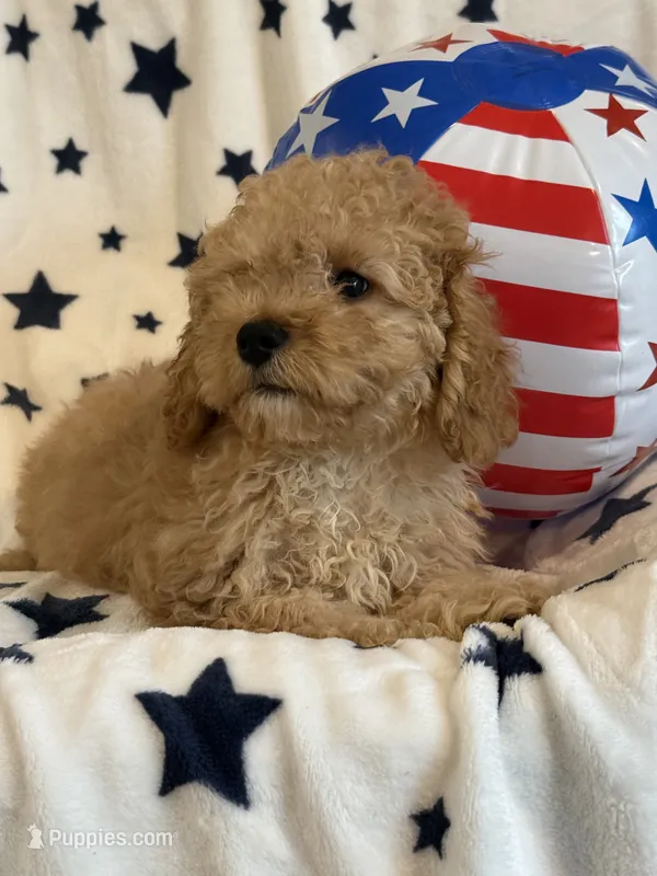 Ian – Cavapoo puppy for sale in Springfield, MO