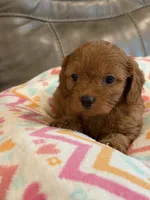 Gina, a female Cavapoo for sale in Springfield, MO – 10 of 10