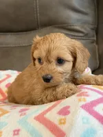 Gretta, a female Cavapoo for sale in Springfield, MO – 9 of 10