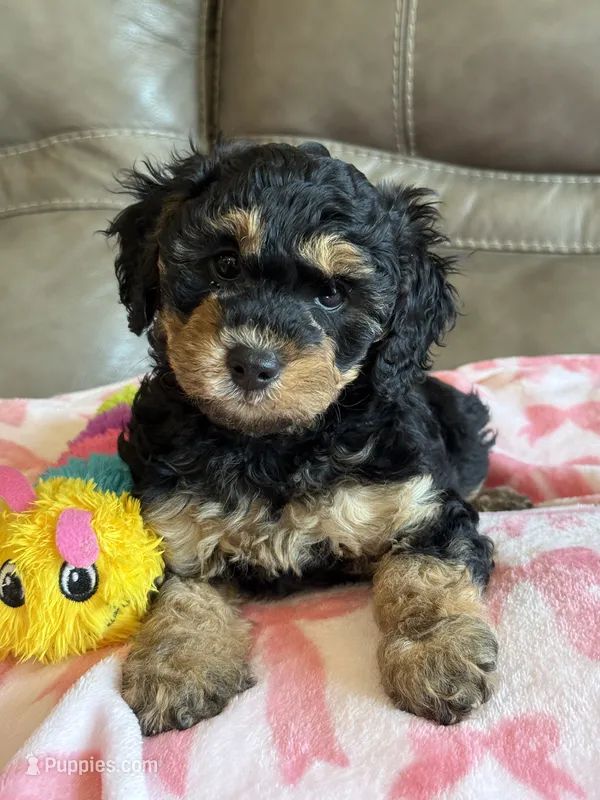 Willow – Cavapoo puppy for sale in Springfield, MO