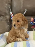 Melvin, a male Cavapoo for sale in Springfield, MO – 8 of 10