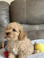 Ian, a male Cavapoo for sale in Springfield, MO – 7 of 10