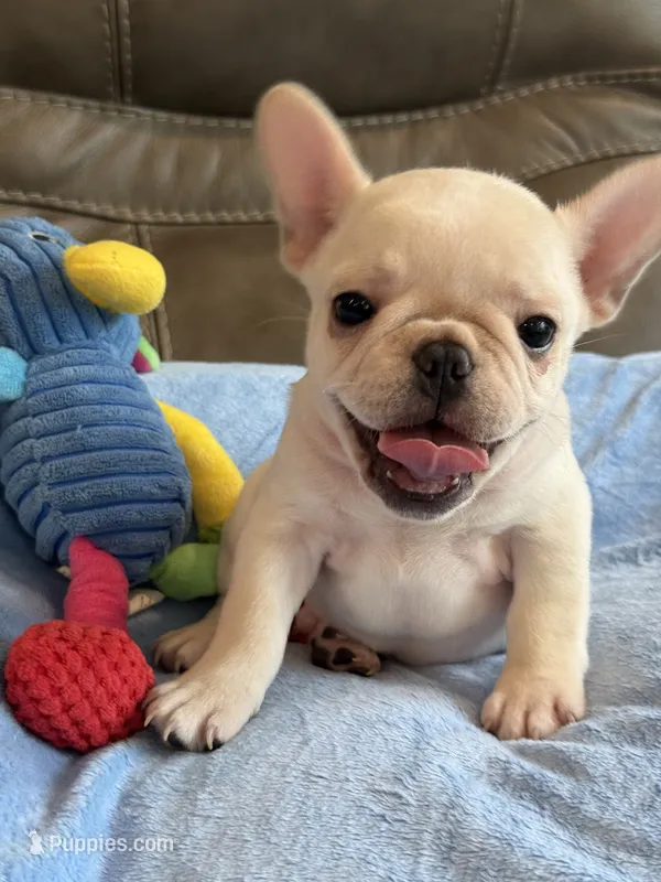 Alex – French Bulldog puppy for sale in Springfield, MO