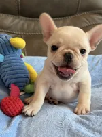 Alex, a male French Bulldog for sale in Springfield, MO – 1 of 10