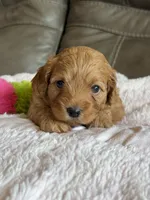 Wanda, a female Cavapoo for sale in Springfield, MO – 2 of 5