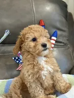 Melvin, a male Cavapoo for sale in Springfield, MO – 4 of 10