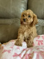 Gabby, a male Cavapoo for sale in Springfield, MO – 7 of 9
