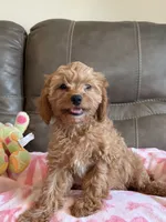 Gabby, a male Cavapoo for sale in Springfield, MO – 5 of 9