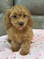 Gina, a female Cavapoo for sale in Springfield, MO – 9 of 9