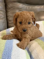 Griffin, a male Cavapoo for sale in Springfield, MO – 8 of 10