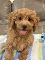 Griffin, a male Cavapoo for sale in Springfield, MO – 5 of 10