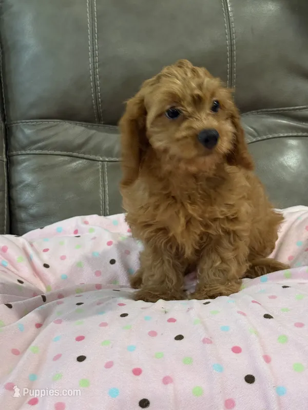 Gina – Cavapoo puppy for sale in Springfield, MO