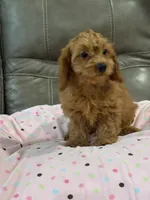 Gina, a female Cavapoo for sale in Springfield, MO – 1 of 9