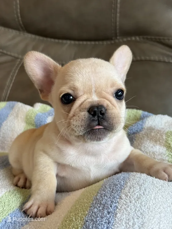 Arlo – French Bulldog puppy for sale in Springfield, MO