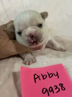 Abby, a female French Bulldog for sale in Springfield, MO – 4 of 5