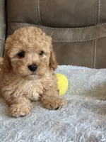 Ian, a male Cavapoo for sale in Springfield, MO – 4 of 10
