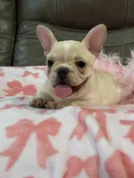 Abby, a female French Bulldog for sale in Springfield, MO – 5 of 9
