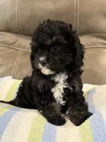 Jett, a male Cavapoo for sale in Springfield, MO – 1 of 10