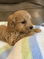 Gizmo, a male Cavapoo for sale in Springfield, MO – 4 of 9