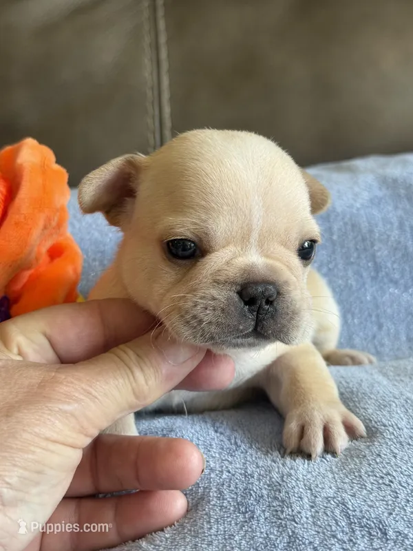 Arlo – French Bulldog puppy for sale in Springfield, MO