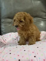 Gina, a female Cavapoo for sale in Springfield, MO – 4 of 9